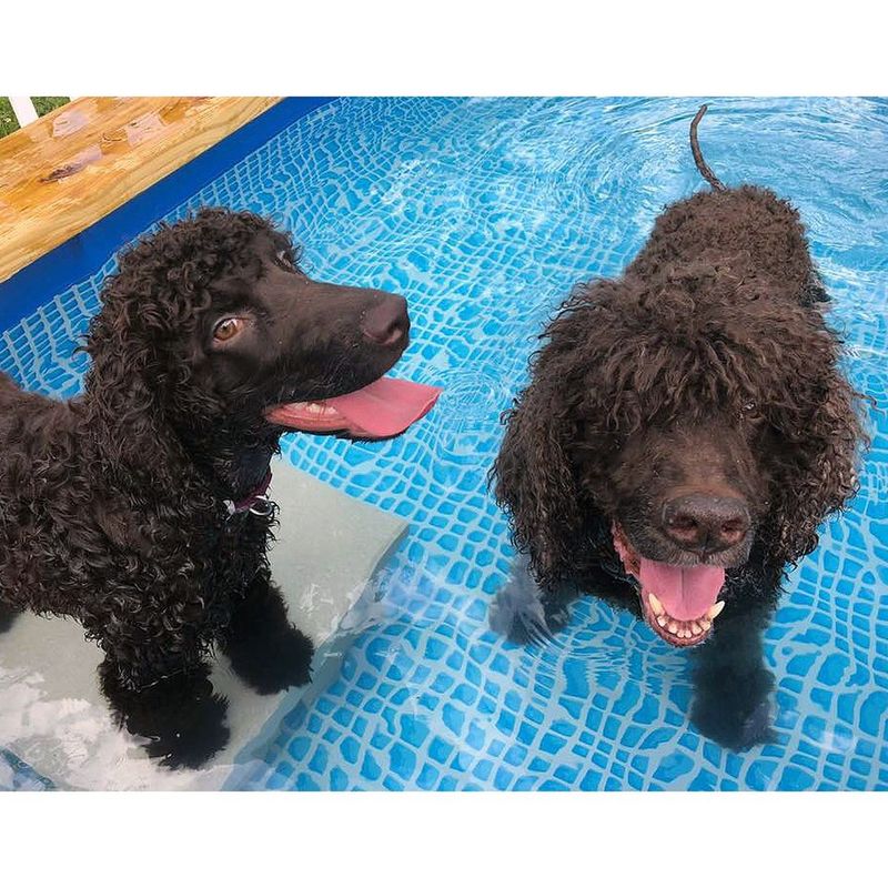 Irish Water Spaniel