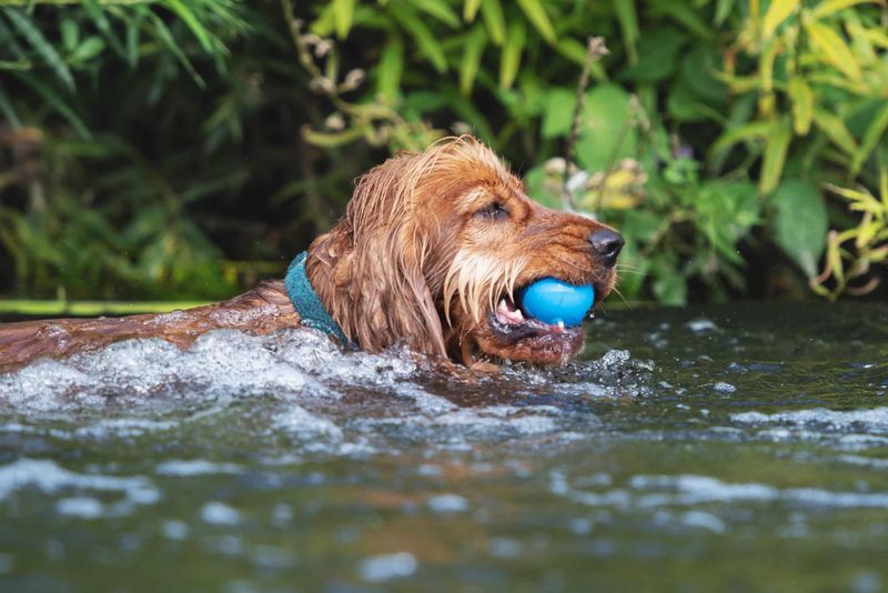 Irish Water Spaniel