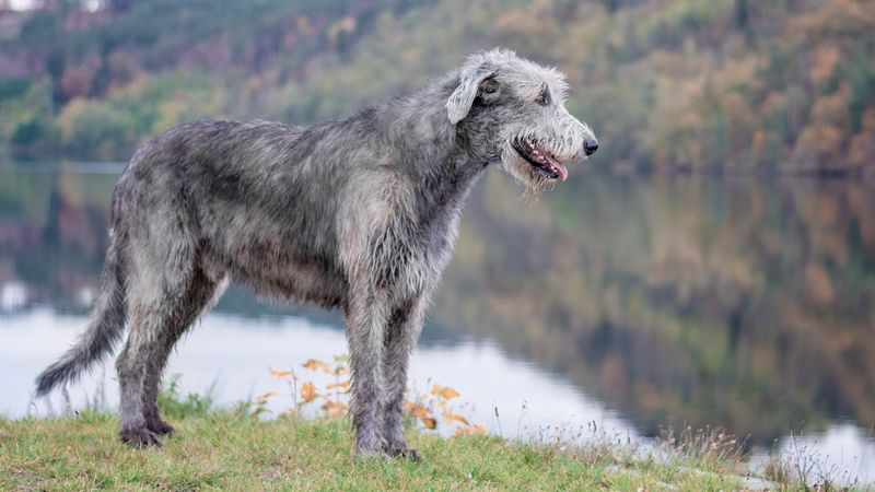 Irish Wolfhound