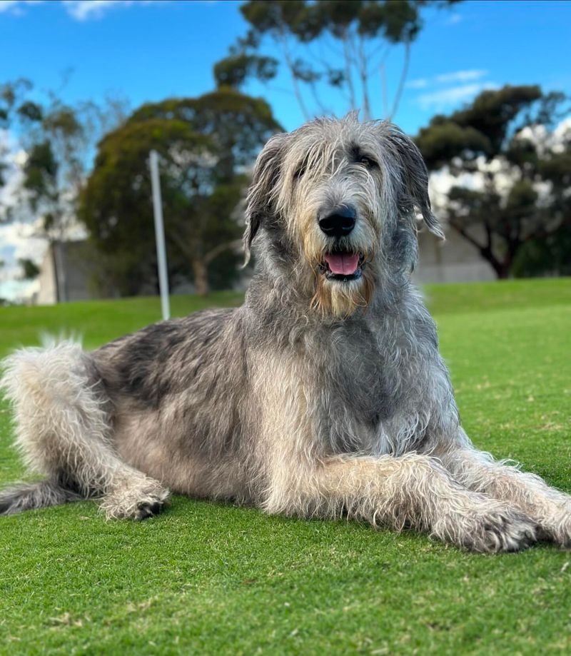 Irish Wolfhound