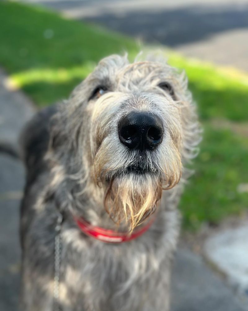 Irish Wolfhound