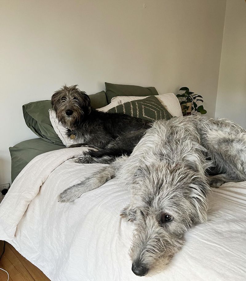 Irish Wolfhound