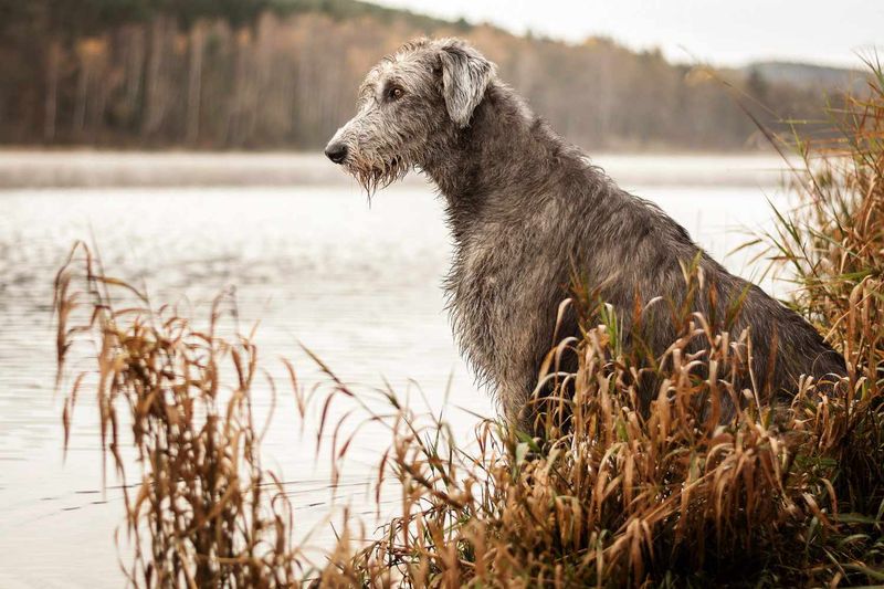 Irish Wolfhound