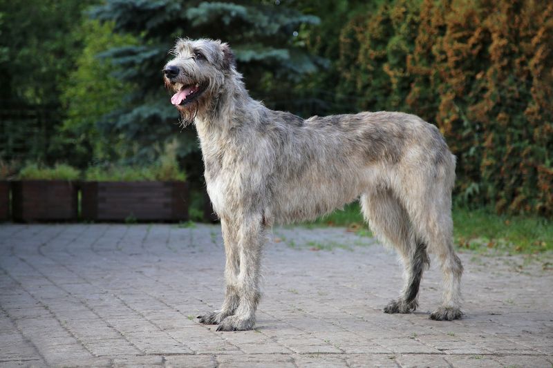 Irish Wolfhound