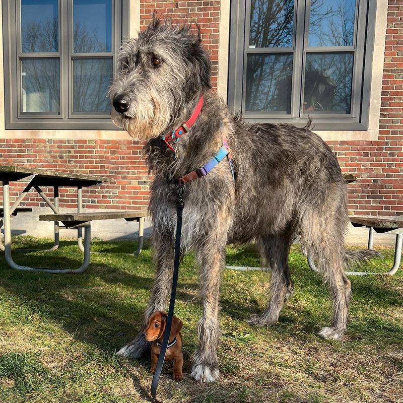 Irish Wolfhound