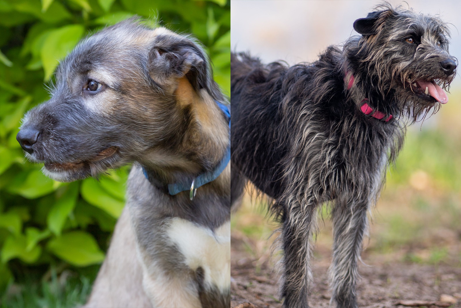 Irish Wolfhound