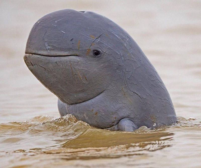 Irrawaddy Dolphin