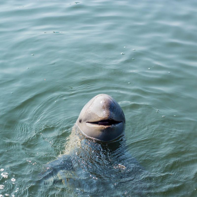 Irrawaddy Dolphin