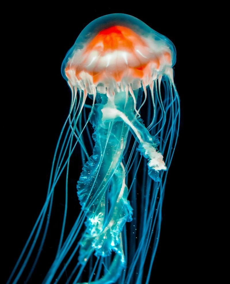 Irukandji Jellyfish