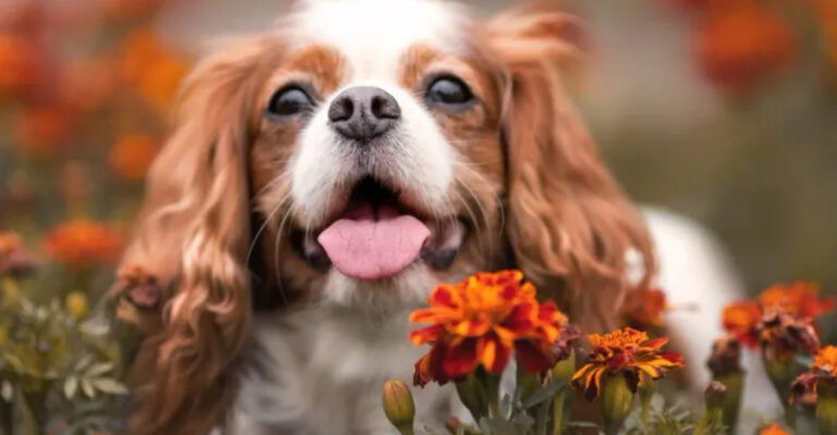 Is A Small Dog Right For You 12 Honest Pros And Cons