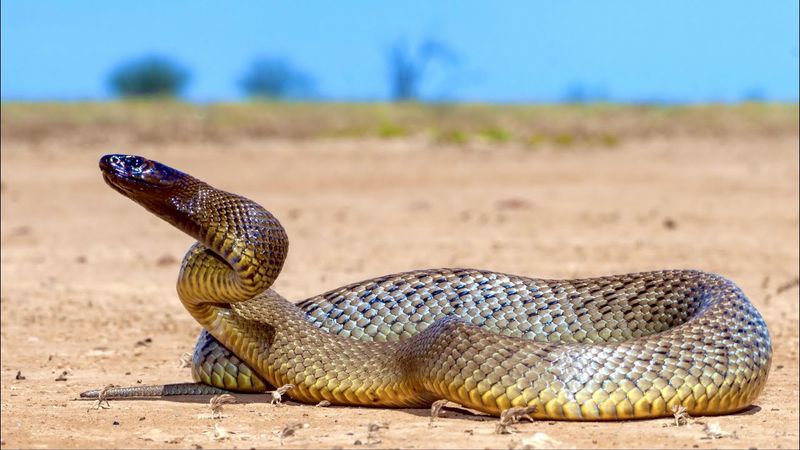 Island-Dwelling Taipans