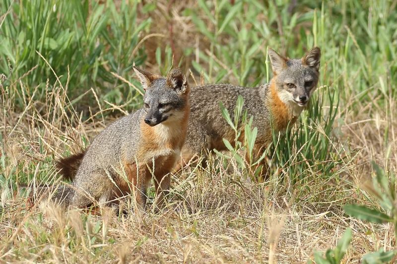 Island Fox