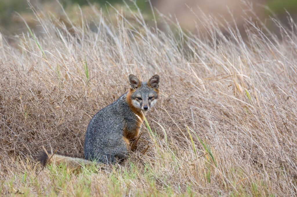 Island Fox