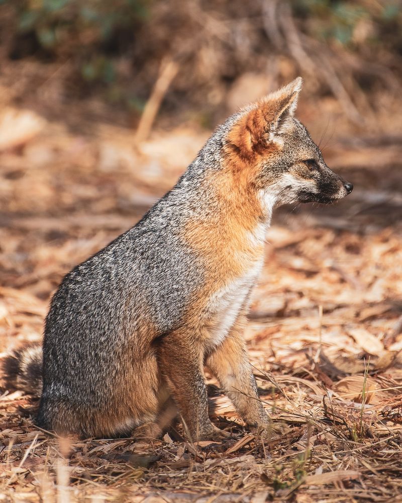 Island Fox