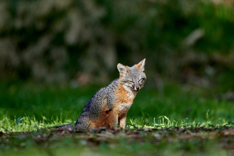 Island Fox