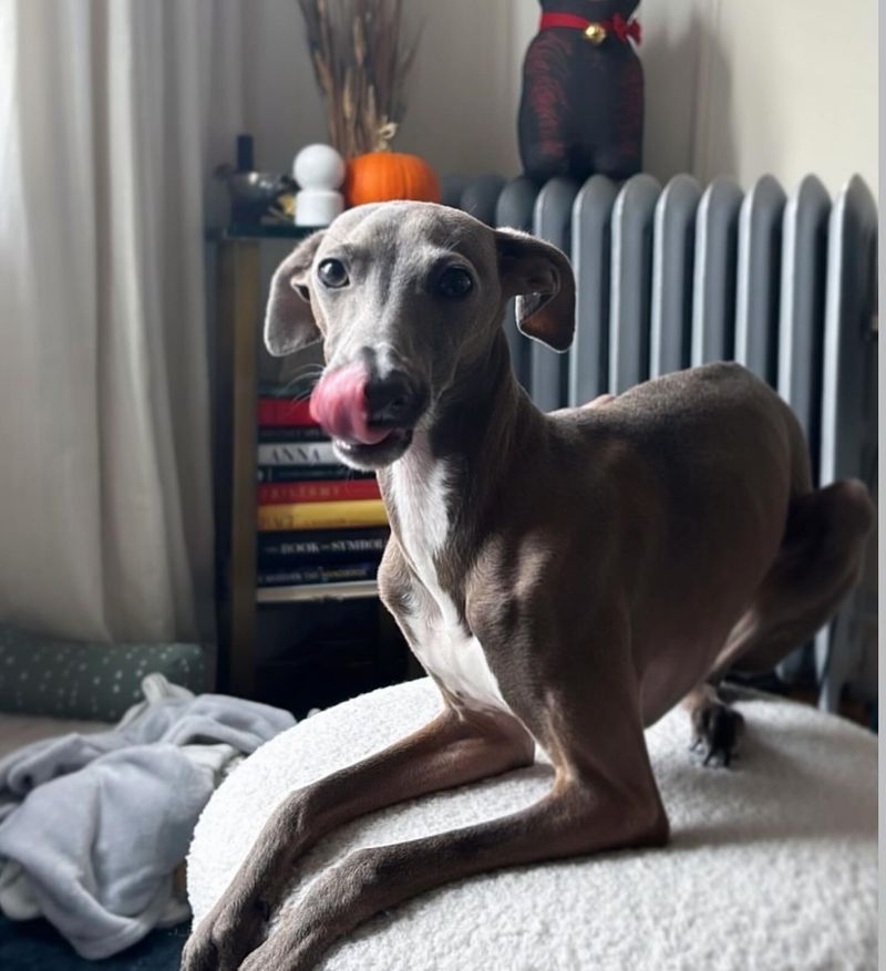 Italian Greyhound