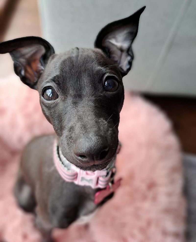 Italian Greyhound