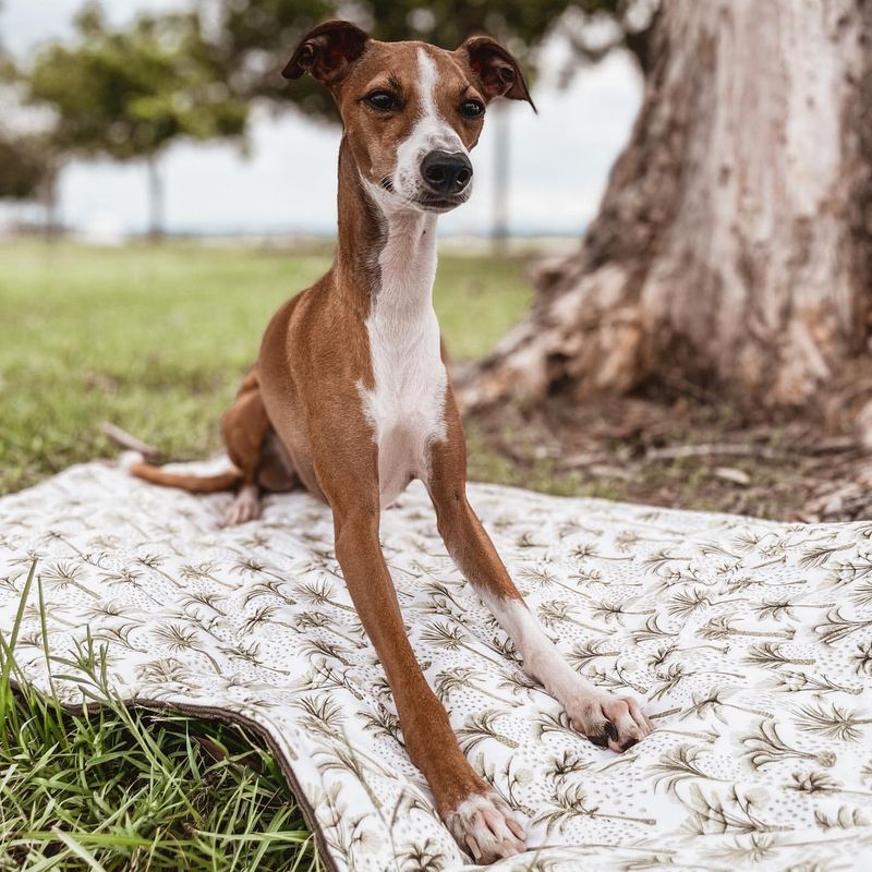 Italian Greyhound