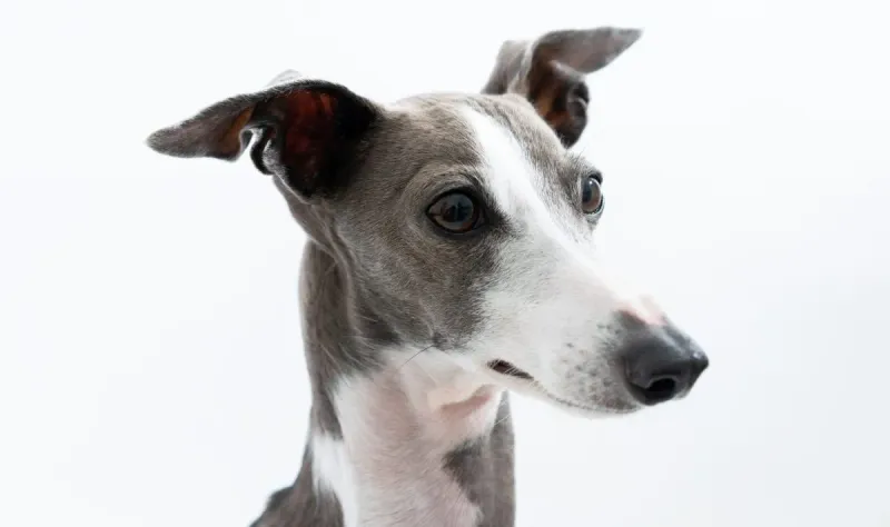 Italian Greyhound