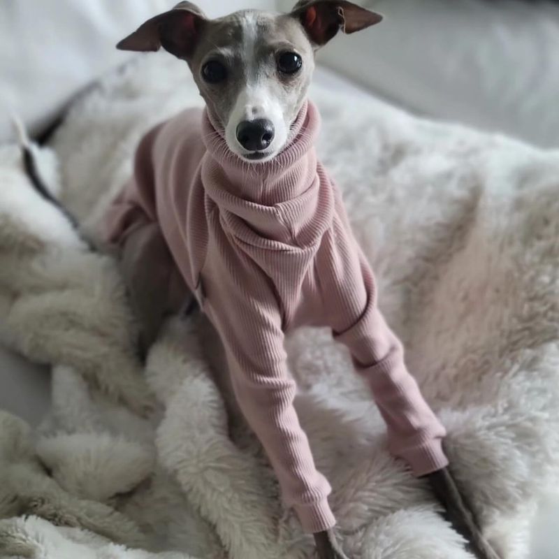 Italian Greyhound