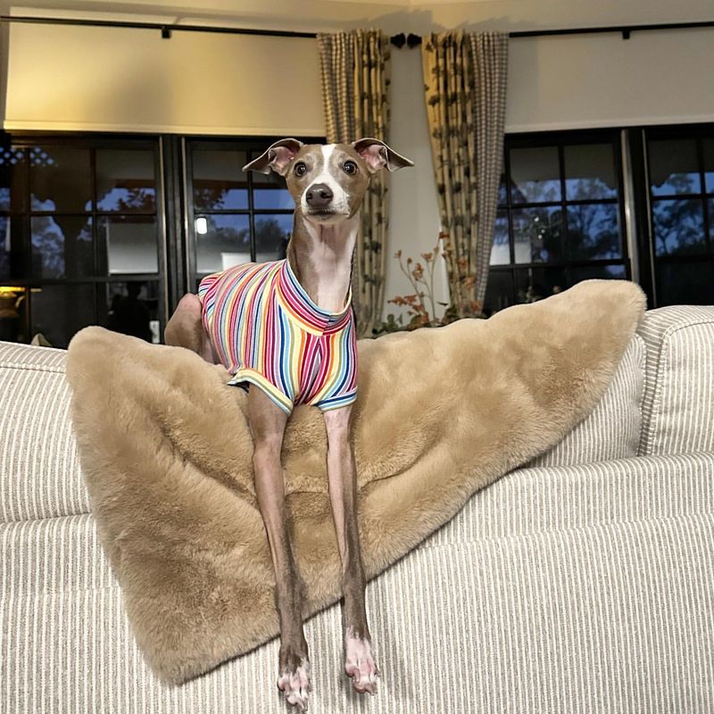 Italian Greyhound