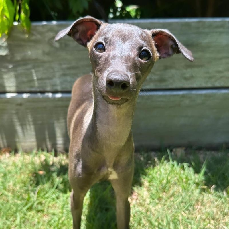 Italian Greyhound