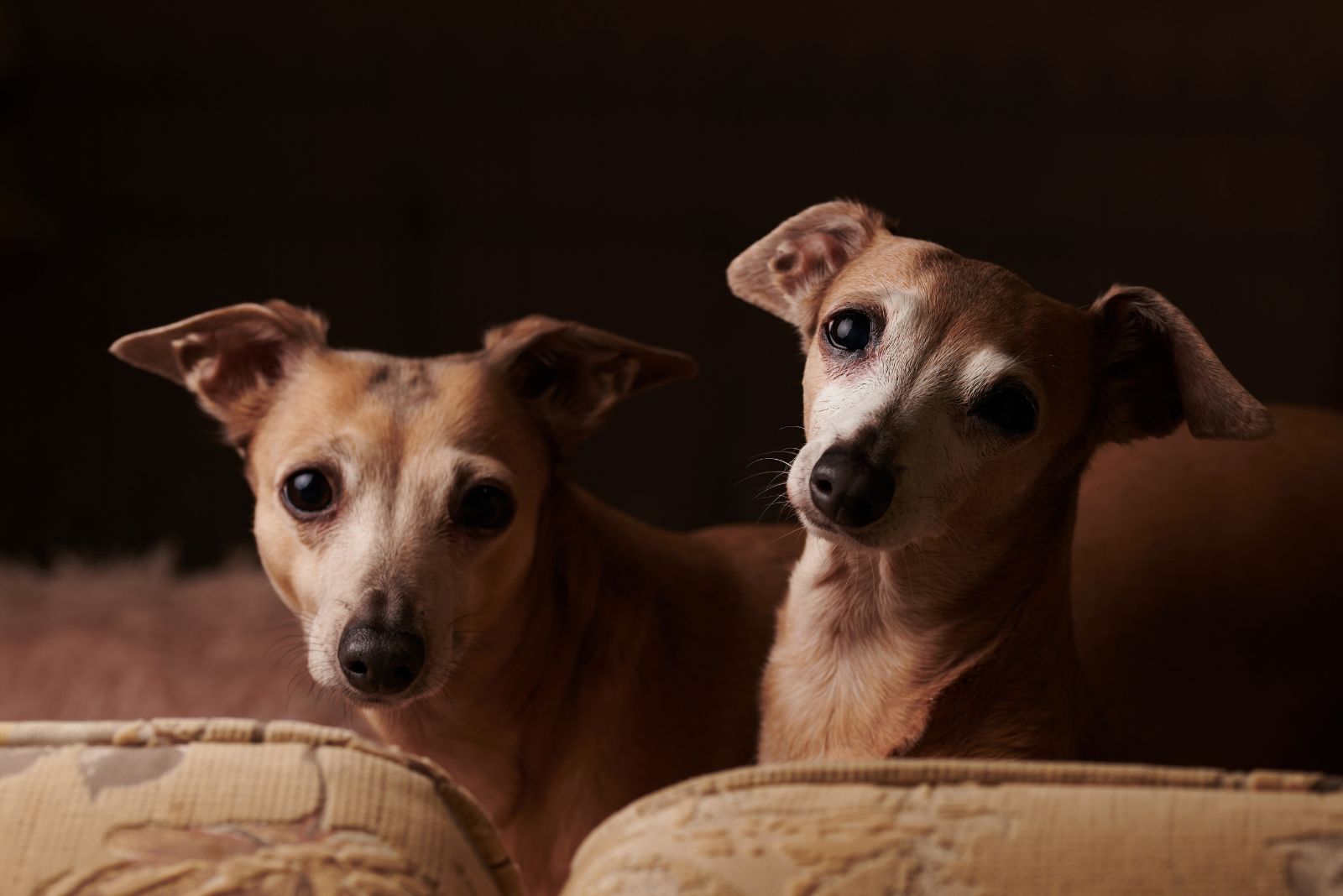 Italian Greyhound