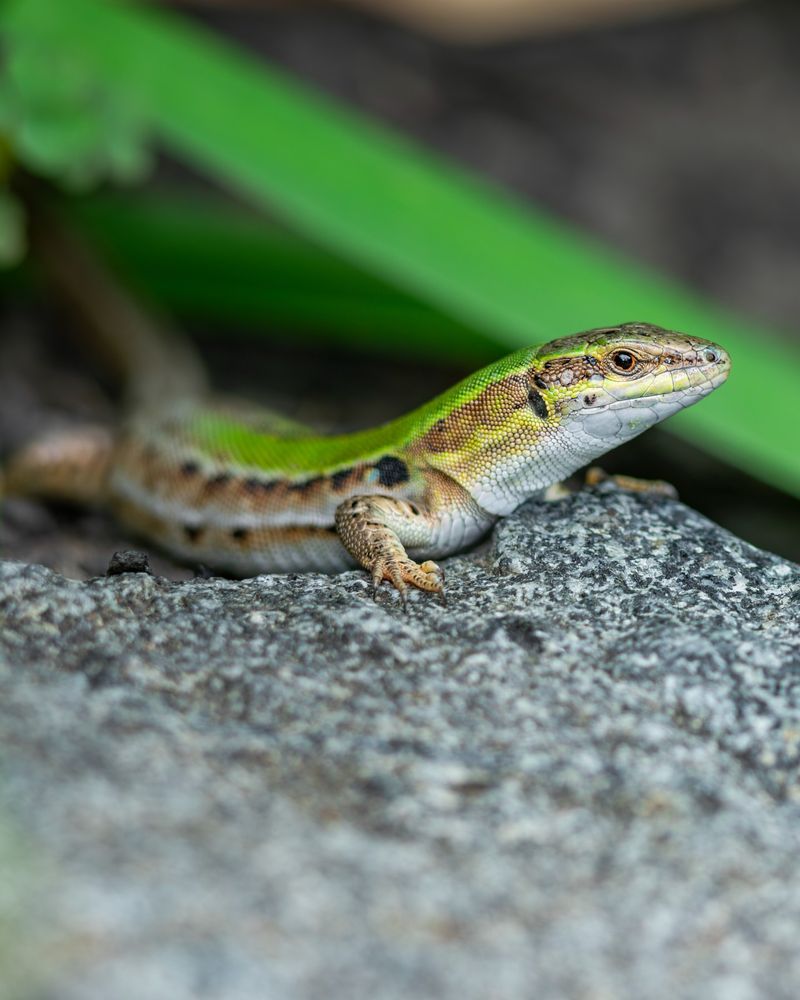 Italian Wall Lizard