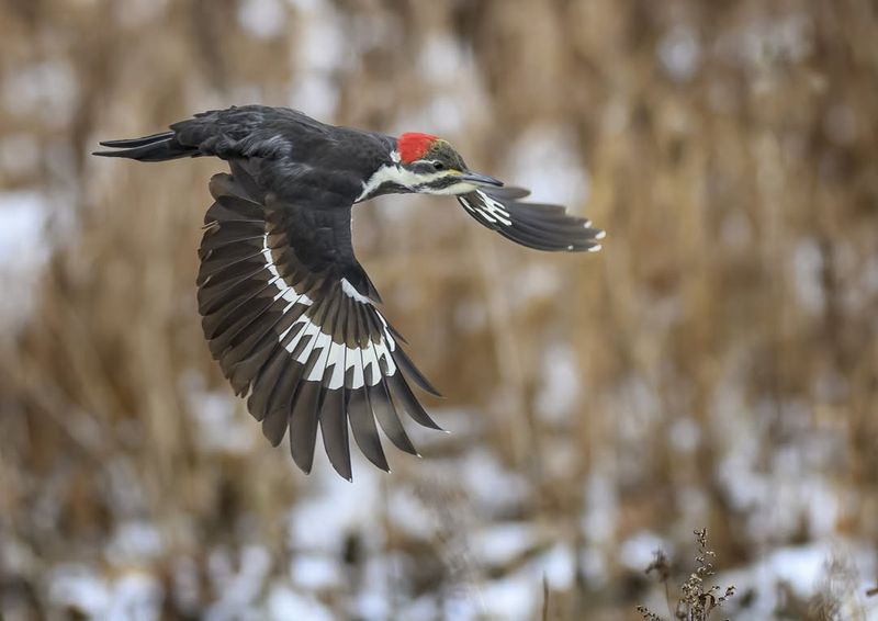 Ivory-billed Woodpecker