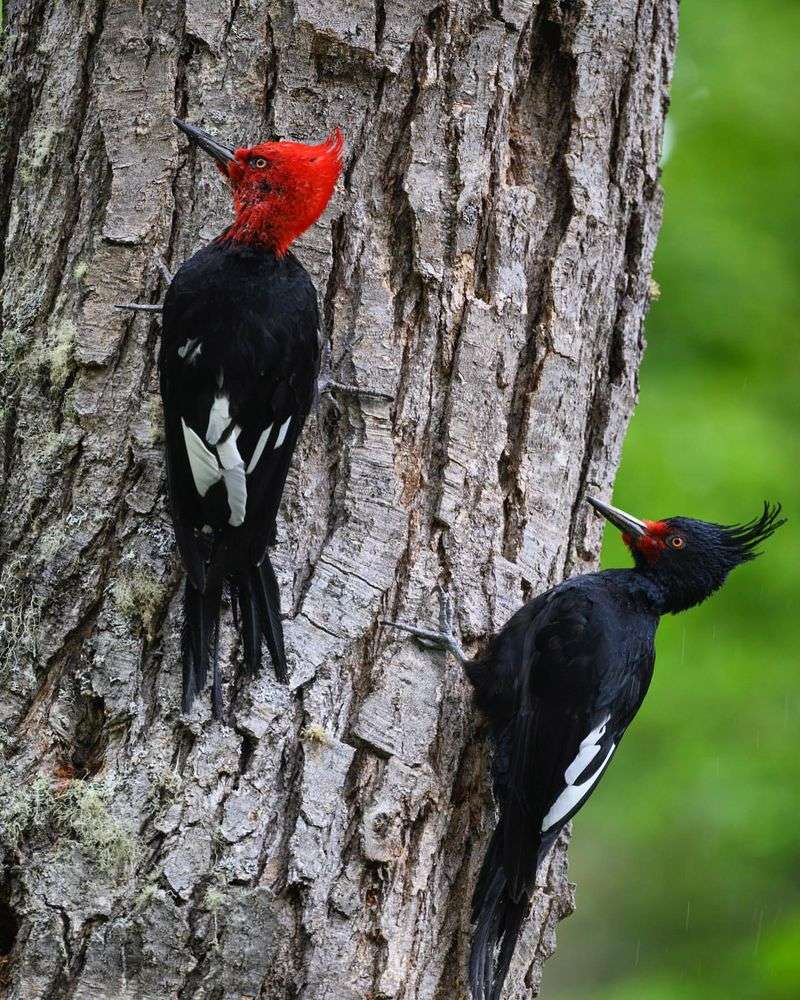 Ivory-billed Woodpecker