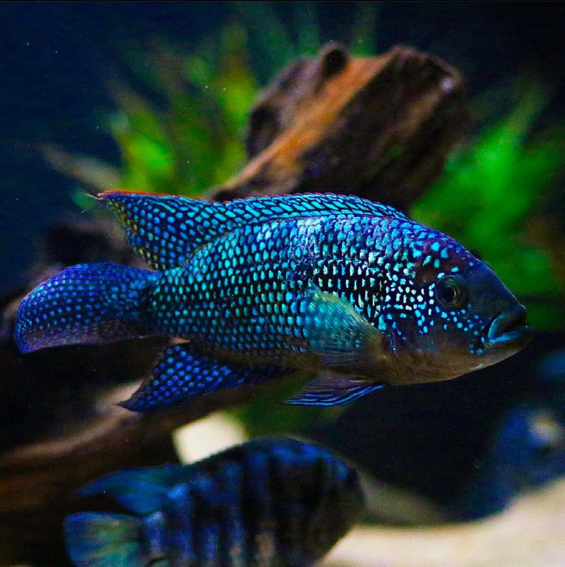 Jack Dempsey Fish