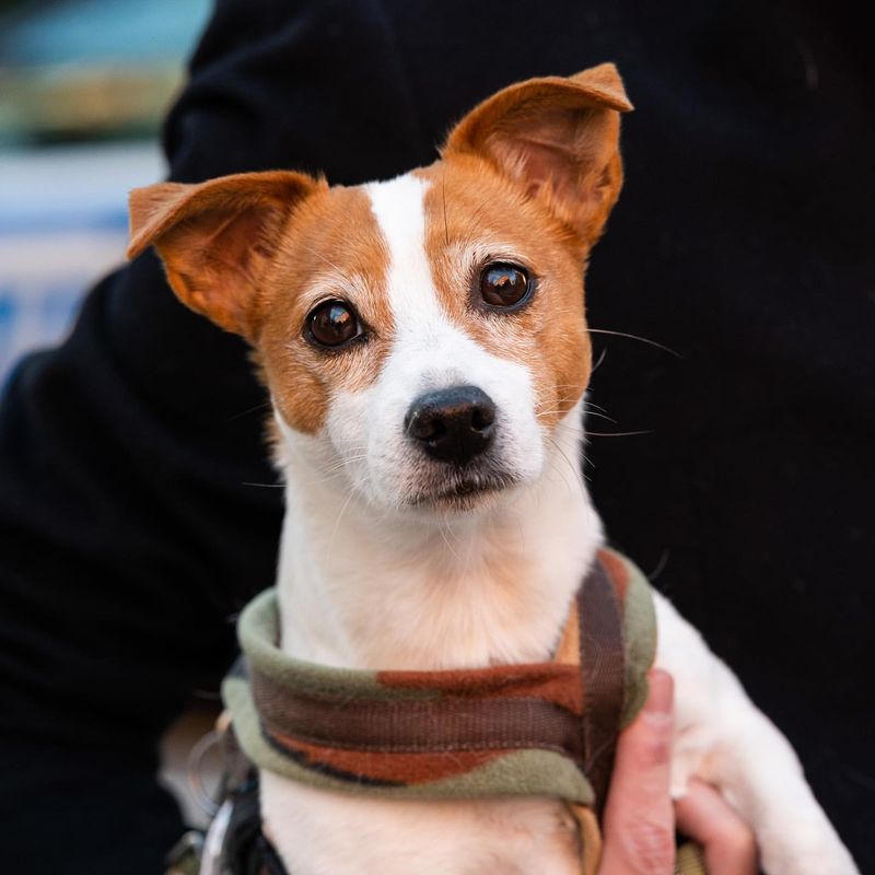 Jack Russell Terrier