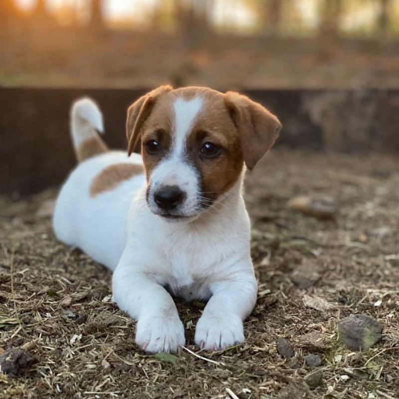 Jack Russell Terrier