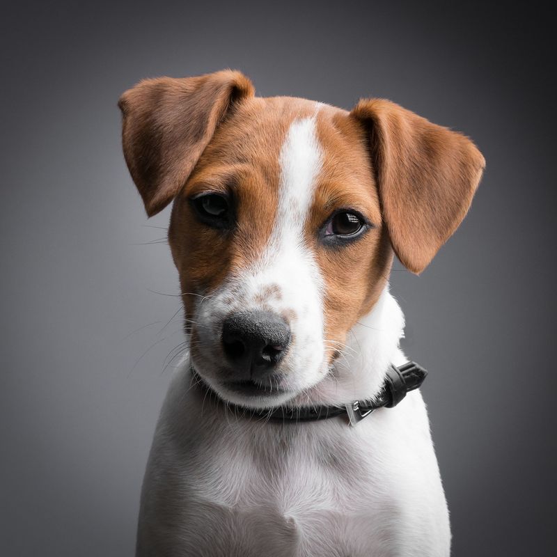 Jack Russell Terrier