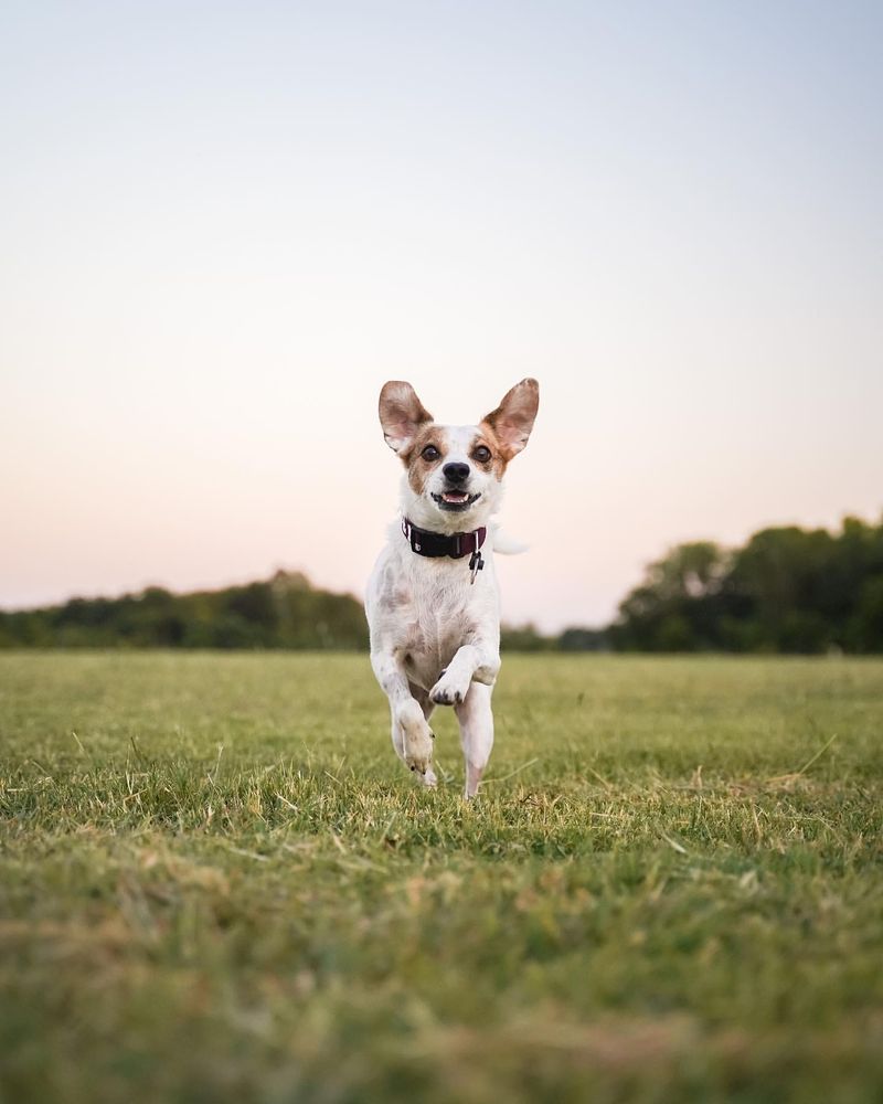 Jack Russell Terrier