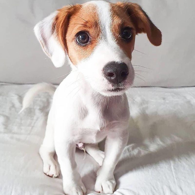 Jack Russell Terrier