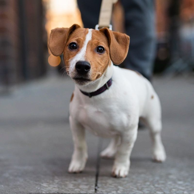 Jack Russell Terrier