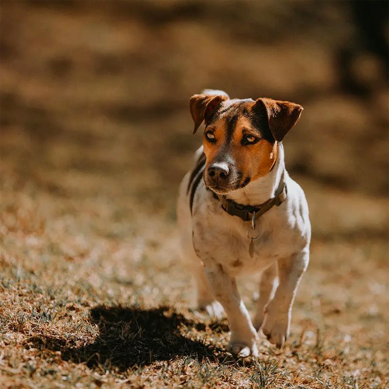 Jack Russell Terrier