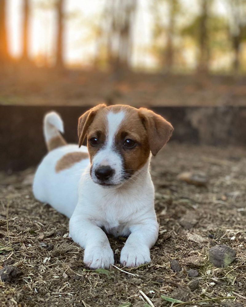 Jack Russell Terrier