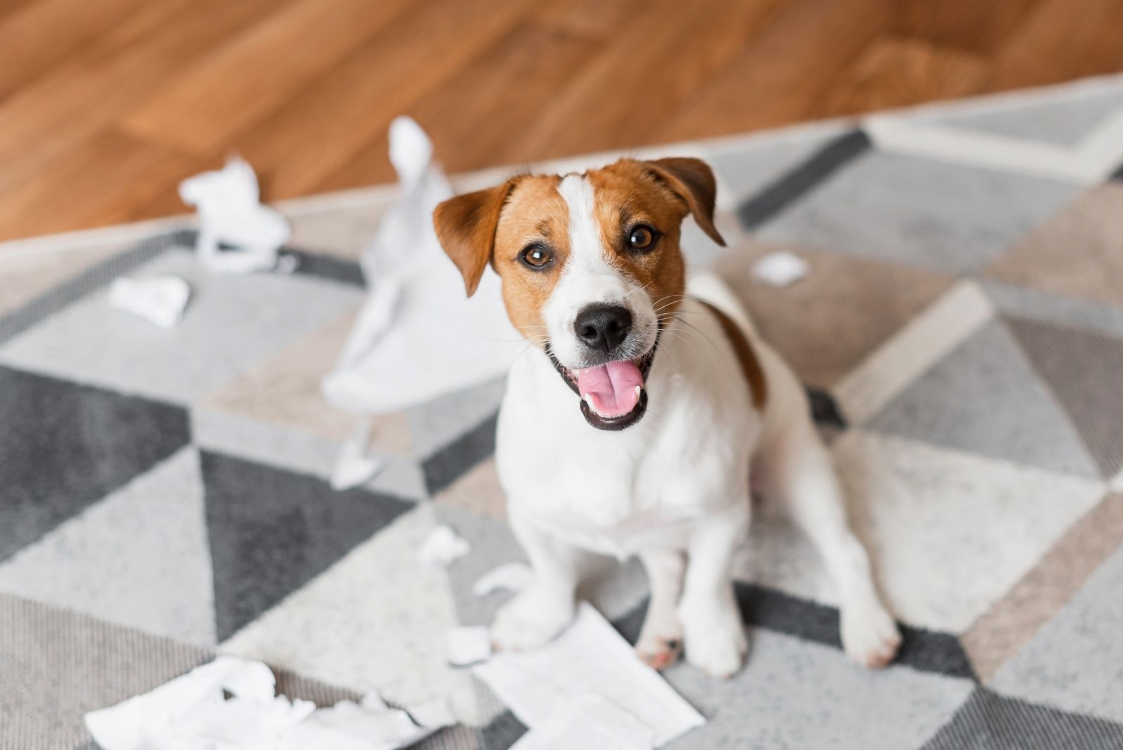 Jack Russell Terrier