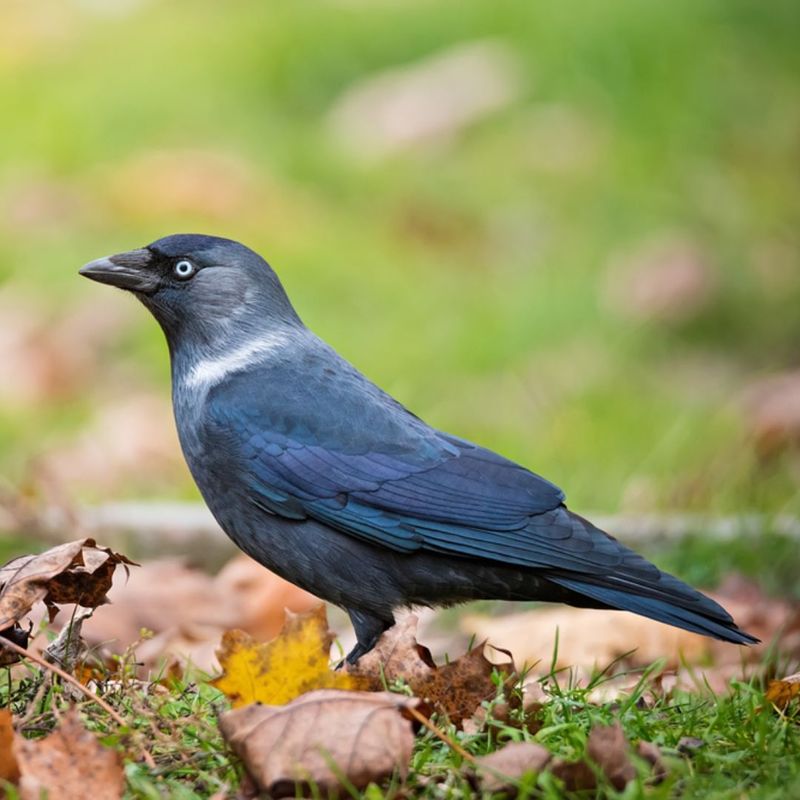 Jackdaw