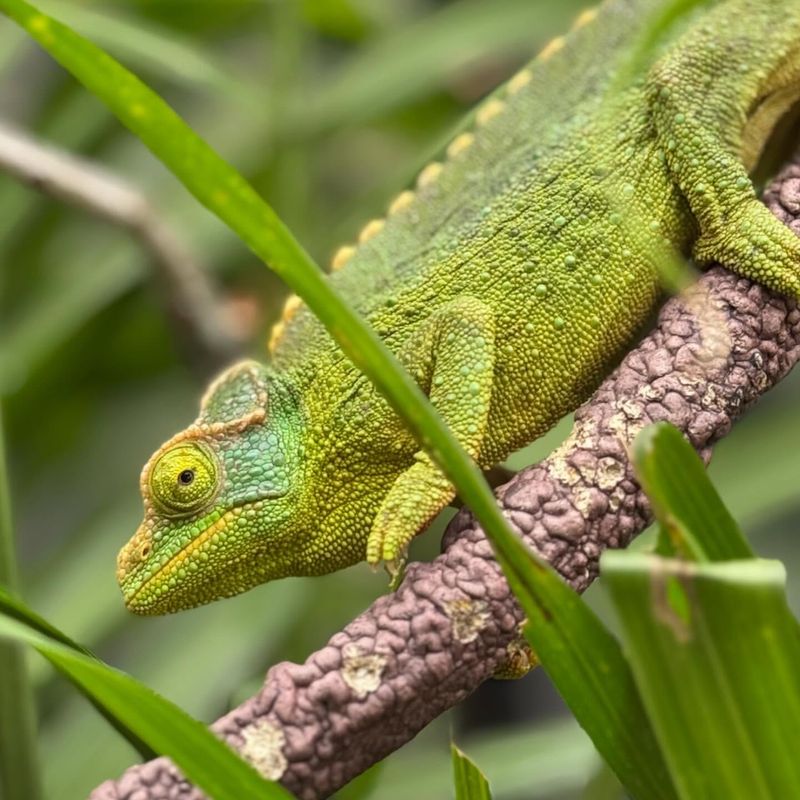 Jackson's Chameleon