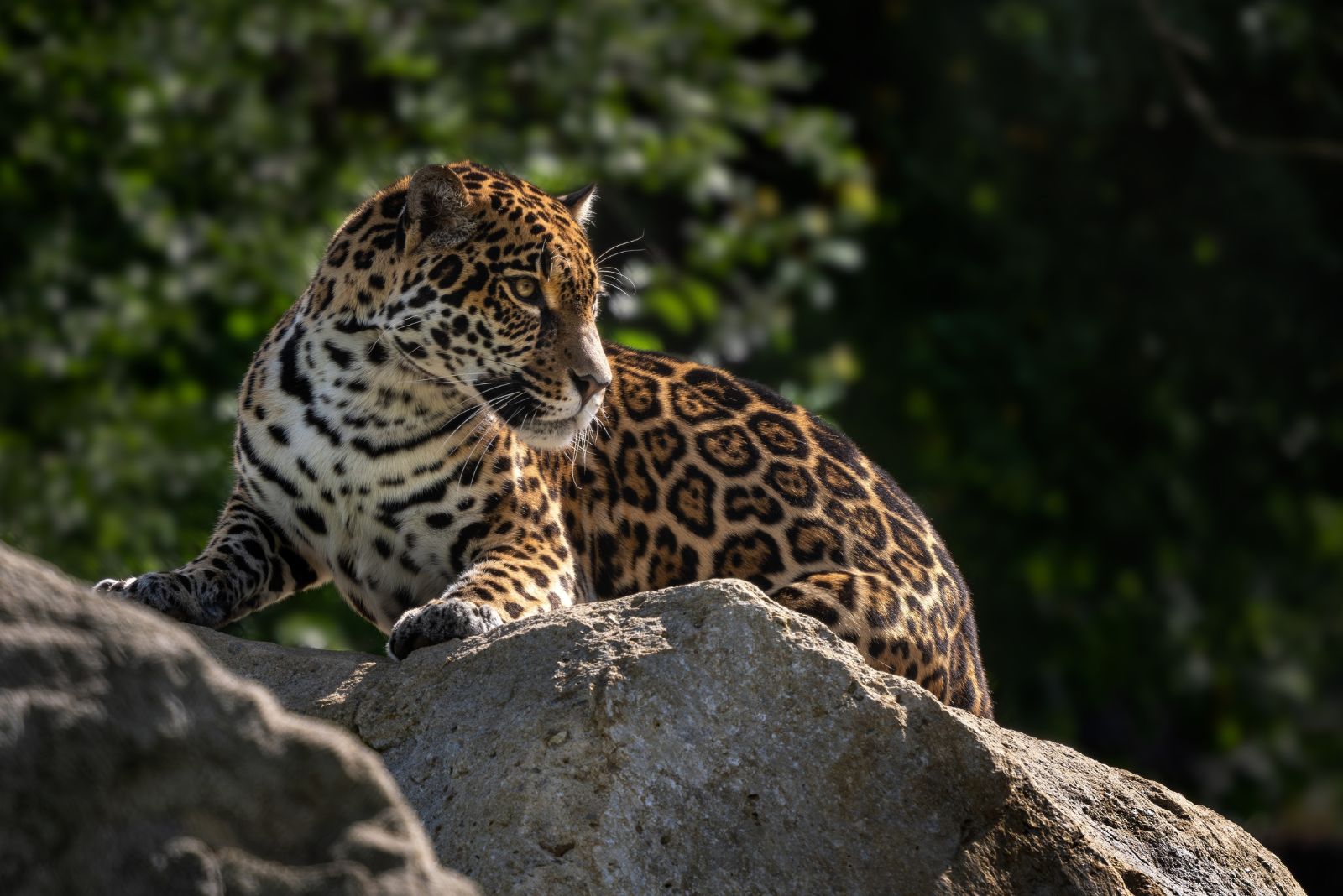 Jaguar