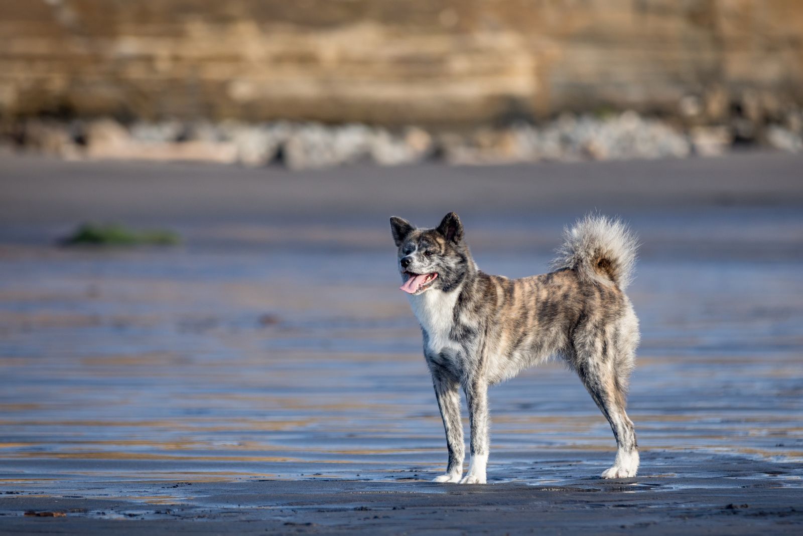 Japanese Akita Inu