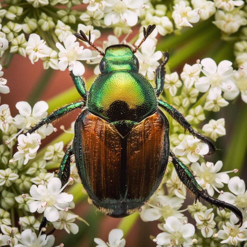 Japanese Beetle