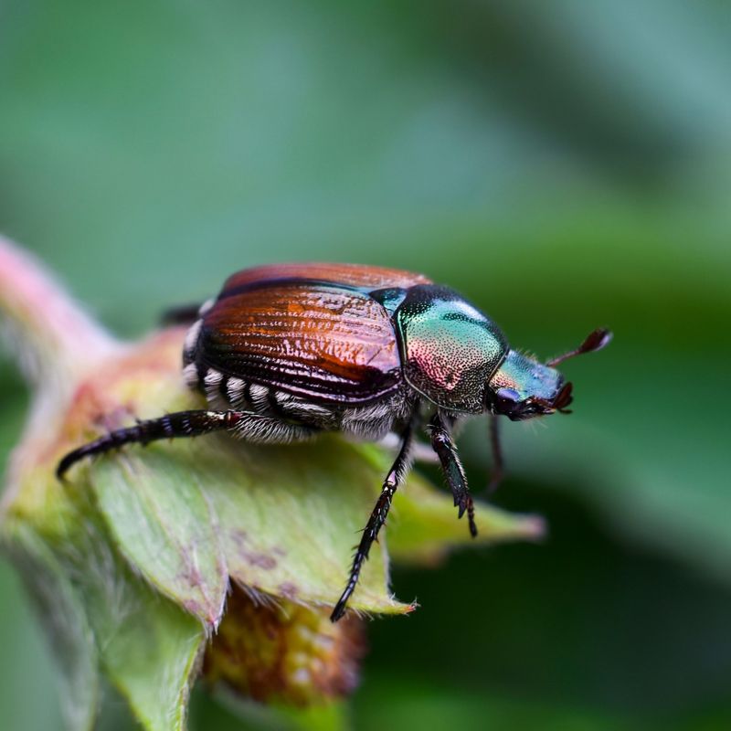 Japanese Beetle