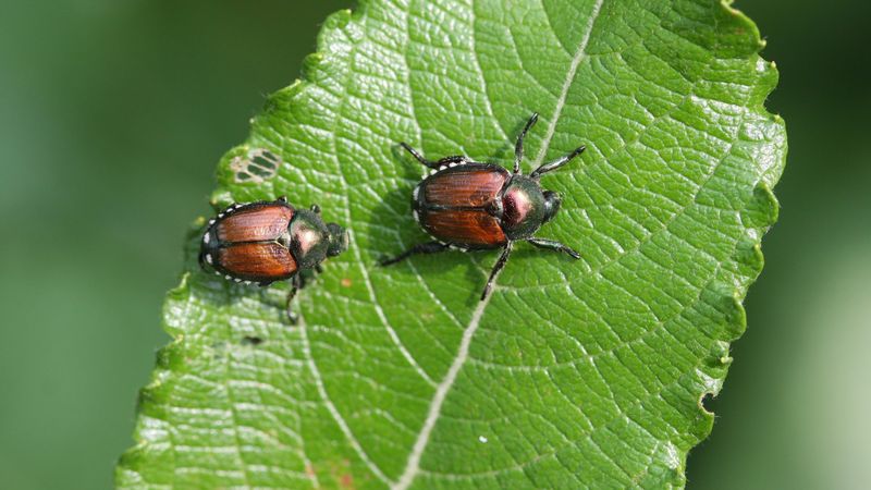 Japanese Beetles