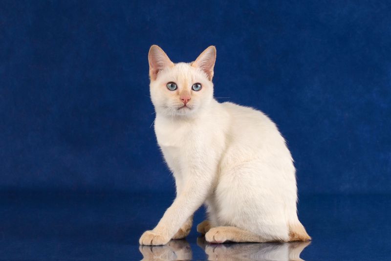 Japanese Bobtail