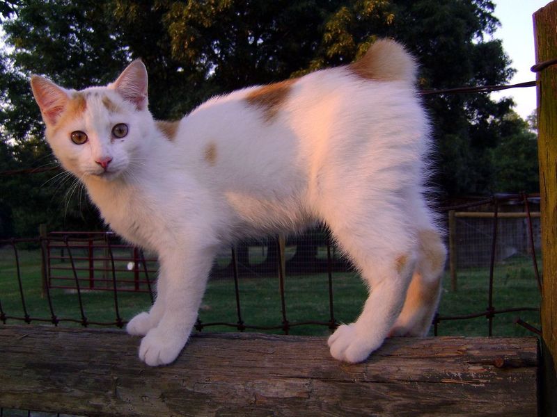 Japanese Bobtail