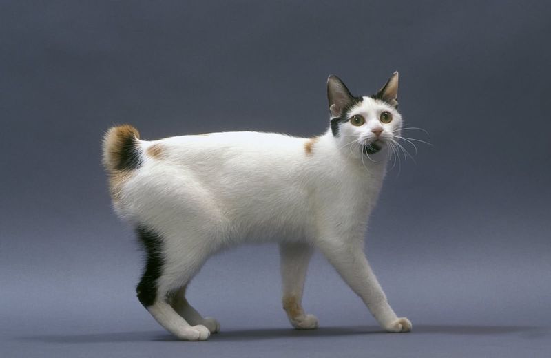 Japanese Bobtail